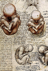  Leonardo Da Vinci’s drawings 