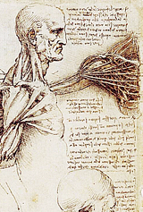  Leonardo Da Vinci’s drawings 