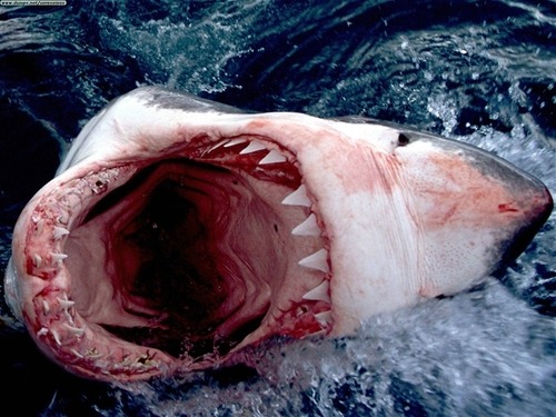 det3rrent:  sh4rkies:  Awesome :3  I really like sharks  