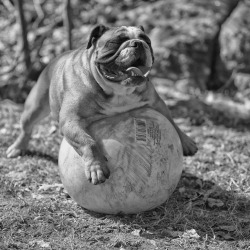 English Bulldog Love