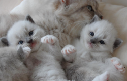 Sweet Little Kittens