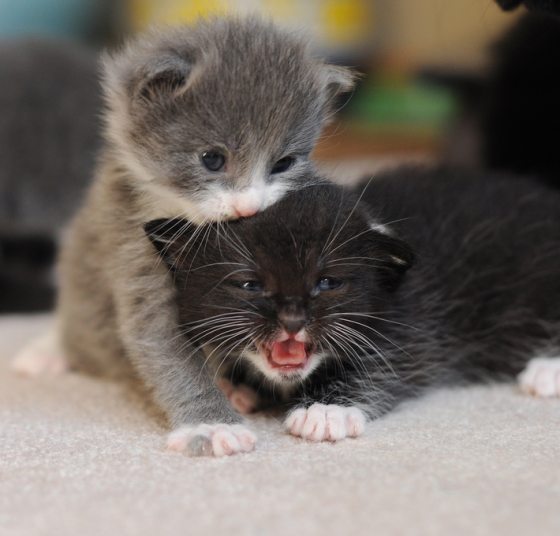  [A gray and white kitten in the earliest stages of slowly devouring a black and
