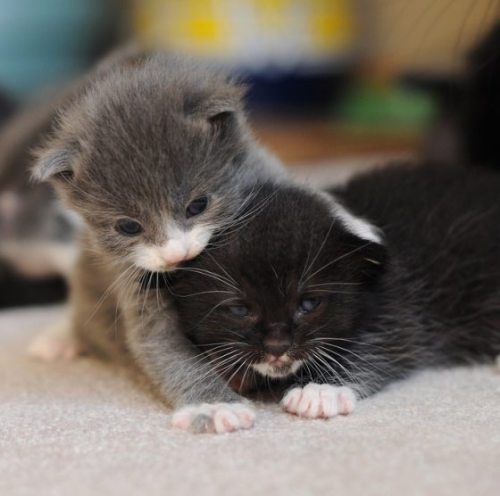 XXX  [A gray and white kitten in the earliest photo