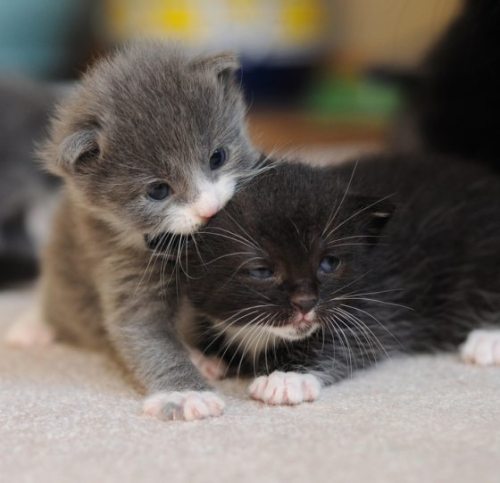 Porn Pics  [A gray and white kitten in the earliest