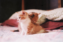 kittiesntitties.tumblr.com post 21089916410