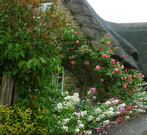 joilieder:Beautiful garden in front of a thatched cottage in Slipton, Northamptonshire, England. &nb