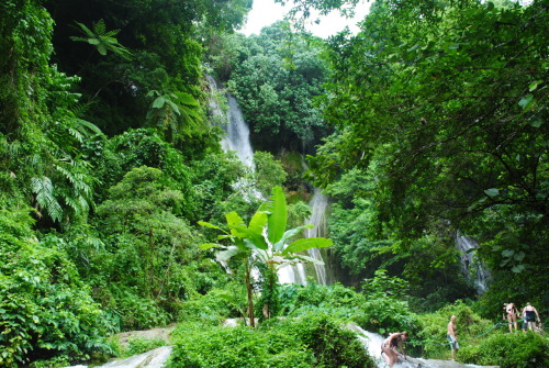 acai-lagoon:  exotic-elephant-s:  tropicalblxck:  theadventurechild:  Jungle/tropical blog   Jungle/