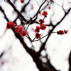 ileftmyheartintokyo:  red plum by ditao on