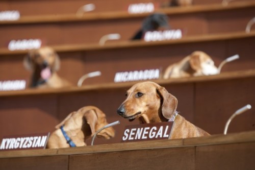 mightfallin:  whirrring:  thetiredgames:  Dachshund U.N.  “For three weekends, 47 Dachshunds, more commonly known as Sausage Dogs, will attempt to solve the world’s Human Rights issues.”   this was so fucking important  “And they still accomplished