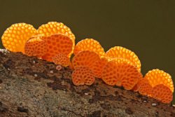 Orange Pore Fungi (Favolaschia calocera)