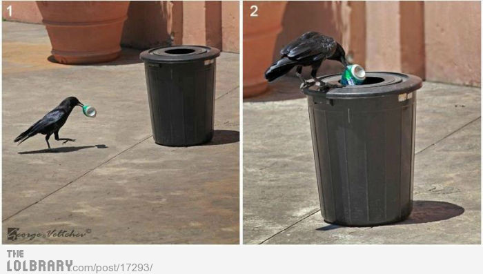 funnyshithappens:  Helpful Bird Follow this blog for the best new funny pictures