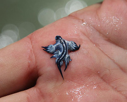 pugsforthepuggod:  giraffewithdicksforlegs:  manorbagofsand:  The Glaucus Atlanticus Sea Slug  i don’t understand how is this a real thing  No, I’m sorry. Those are two different evolution stages of a pokemon. It can’t possibly be real. 