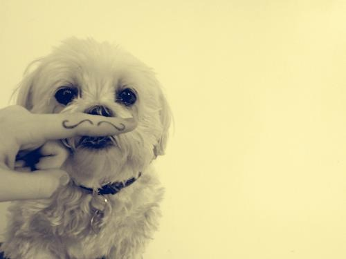 pacitosdecaracol:  pacitosdecaracol:  perro culiaò rico*o* lajslshskshsksjs  jio4wfhrfoewfwp conchatumare (‘: uno de mis primeros post:z 