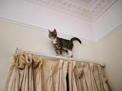 everybody wants to be a cat
