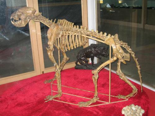 Pachycrocuta - The Giant Hyena  Mounted specimen from the Zhoukoudian Museum, Beijing.&nbs