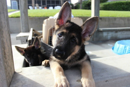 Cute German Shepard pups!