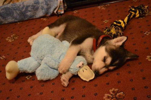 This husky loves his ducky.