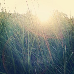 nickpagann:  #nature #grass #field #sun (Taken