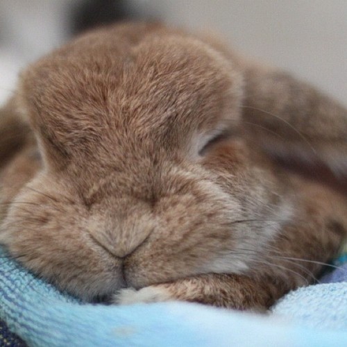 Abby can make this face, too.   bunnymama:  Bunnies are crepuscular which means they are active in t