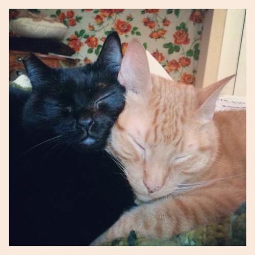 laundryaisandrea:Cutest nap ever! (Taken with instagram)