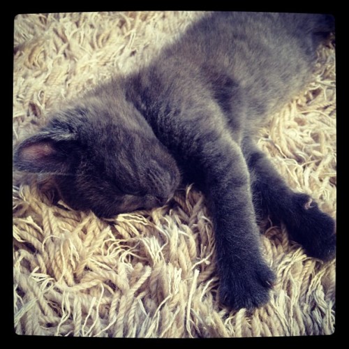 Little brother napping. (Taken with instagram)