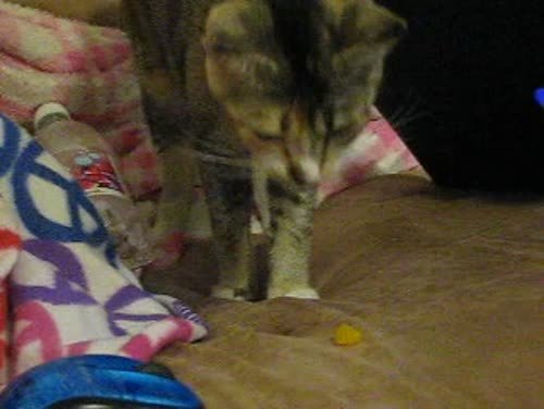 shujinkakusama:  Minion’s eating mandarin oranges. 8] Look how cute my kitten is ahh.  precious baby ;u;