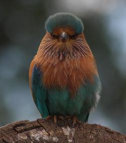 magicalnaturetour:  Indian Roller (Coracias Benghalensis) by jujuba :)  This bird is so angry. Its like a bird version of me.