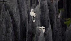 goodnamesgone:      A forest of stone in Madagascar. The Tsingy de Bemaraha National Park is a landscape of towering limestone needles formed through water erosion. Several species of plants and animals can only be found here.     Translated