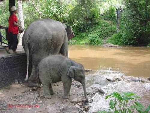 suburbanastronaut: Elephants, Chang Mai, Thailand