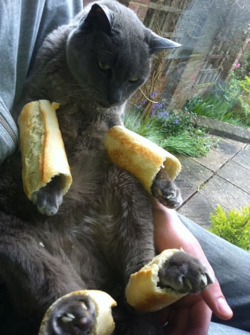 waiting-for-the-tardis: purple-whore: 1 out of every 8 cats is born with bread limbs. reblog if yo