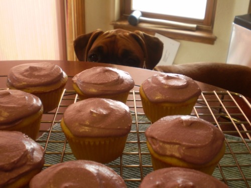 boxerlovers:  Maya likes cupcakes  Soon.