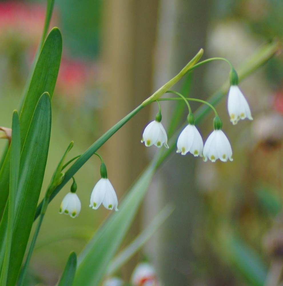 Snowdrops in summer By Shane West