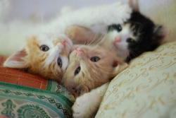 Sweet Little Kittens