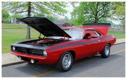 michael268:  A Sharp Red Cuda 