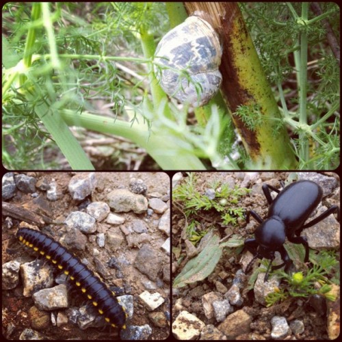 Snail w. fennel; Cyanide millipede; Pinacate beetle. (Taken with instagram)