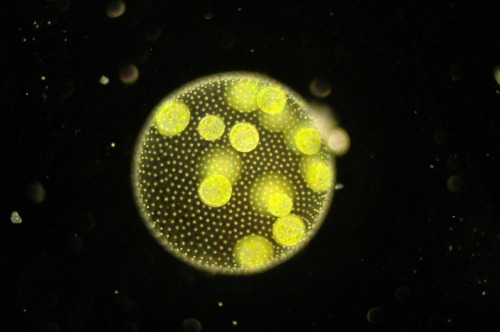 cutebiology:This is volvox. It’s a type of green algae that is made up of colonial cells.Basically t