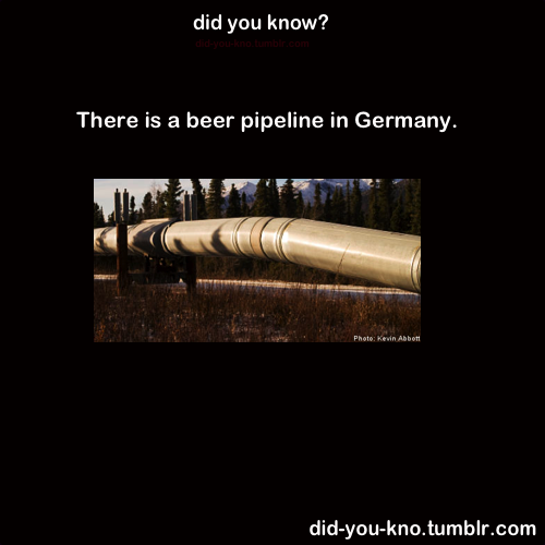 did-you-kno:  The pipeline once burst and created a 30m Beer-Fountain. Source 