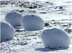 anachronistique:  krazykatcg:  fuckingiconic:  Chubby arctic bunnies - I want to squish them!!  IT’S SO FLUFFY  chubby bunny chubby bunny chubby bunny 