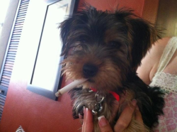 My yorkie smoking