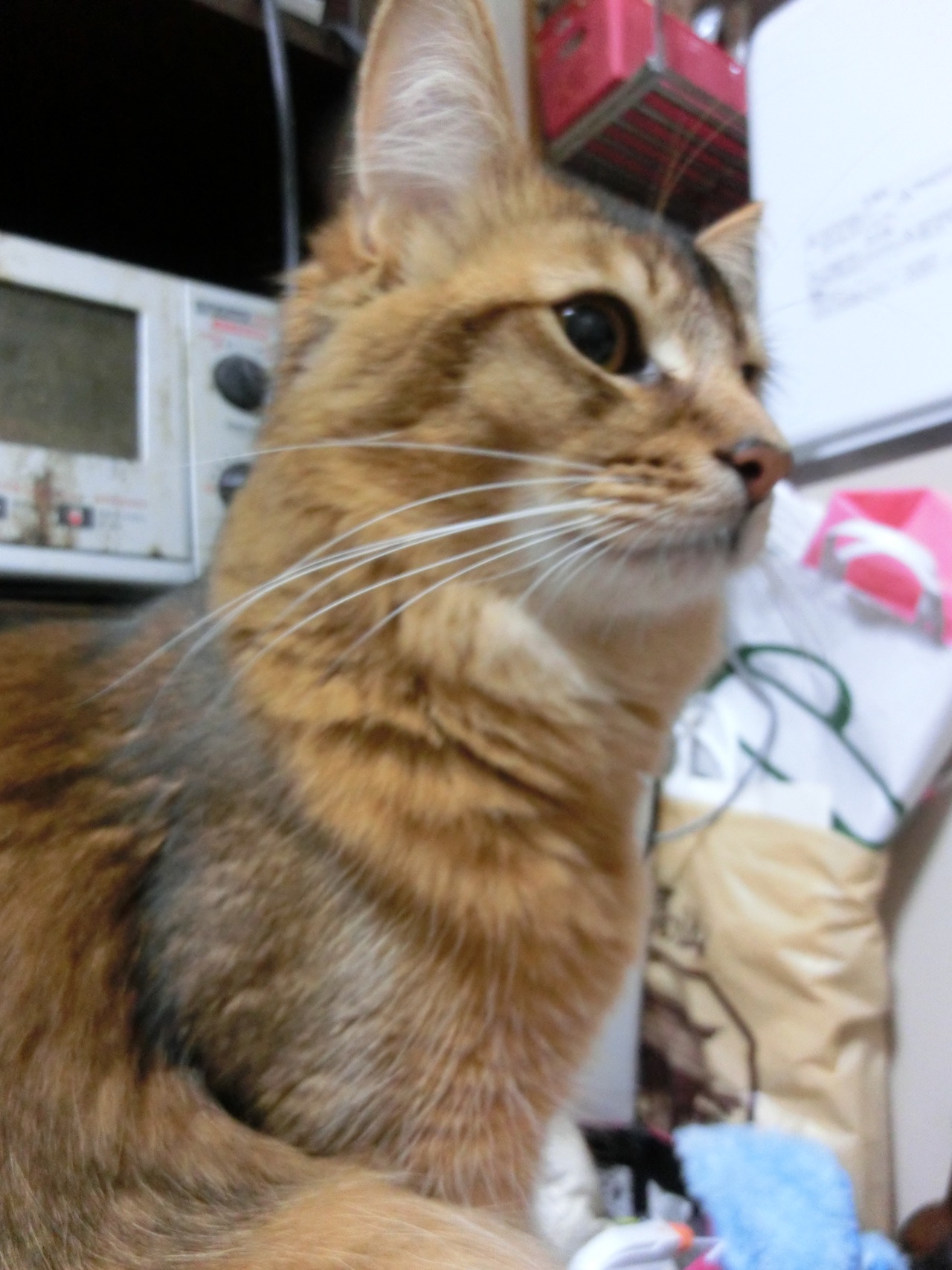PURRings of PURRfection