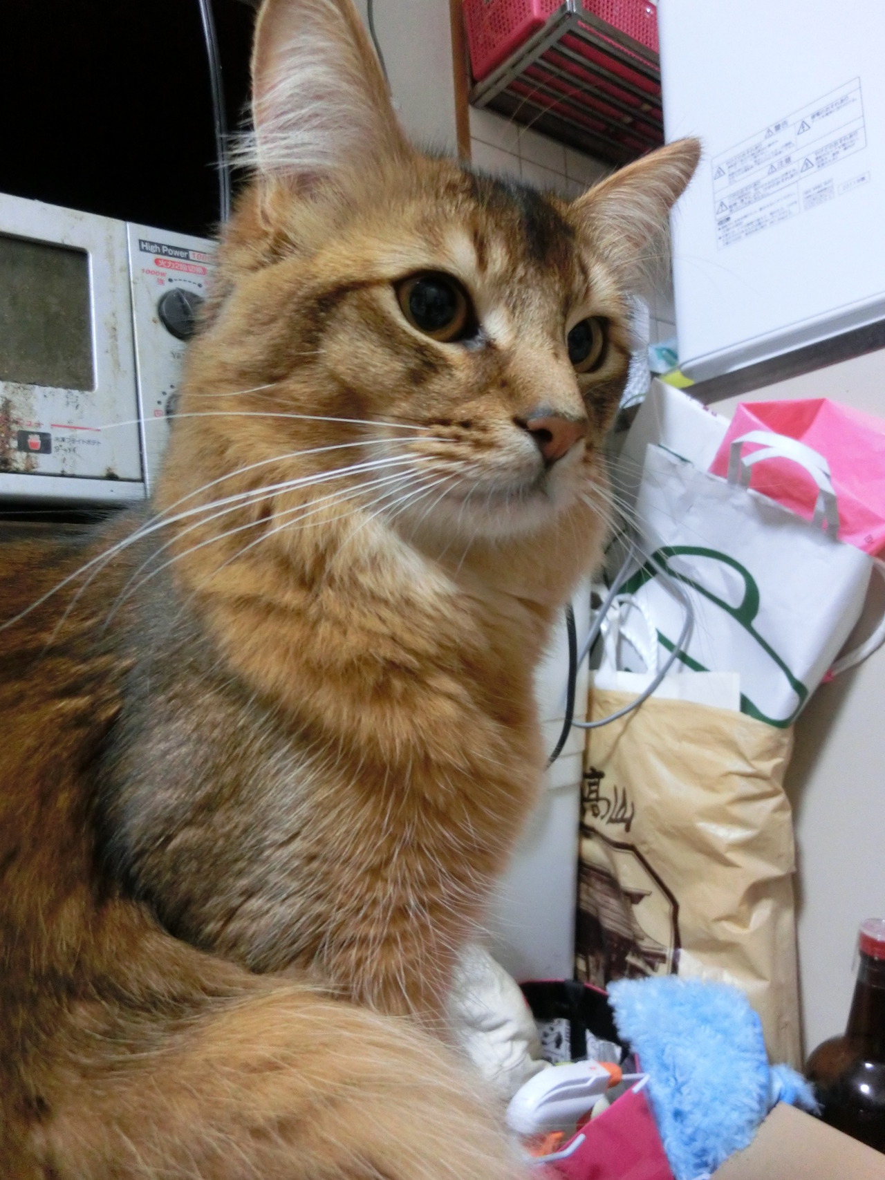 PURRings of PURRfection