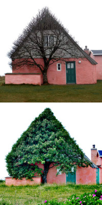 inourcircles:  “This old pink house is situated at the old dunes, a few hundred meters from the west coast, a very windy place were there isn’t much that can grow. So the tree can only grow where it has shelter. It has looked this way always.” -  Marianne