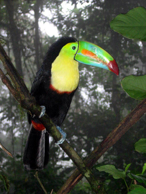 magicalnaturetour:  Tucan, Costa Rica Rainforest by moonjazz on Flickr. :)  I think