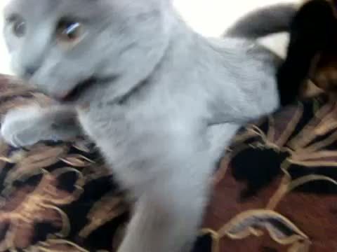 videohall:  THIS.CAT.IS.SO.HAPPY. 
