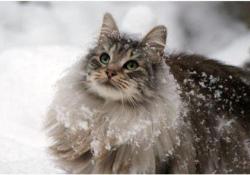 funnywildlife:  The Norwegian Forest Cat!!