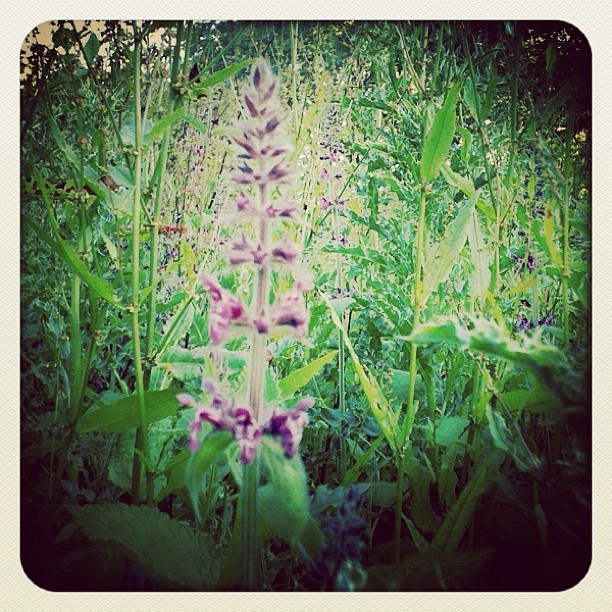 #photoadayapril #day16 #flower #xs (Taken with instagram)