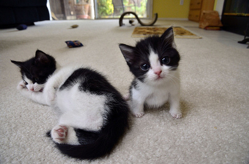 babies.