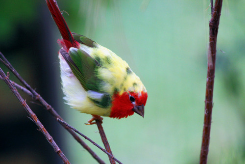 fairy-wren:leucistic red-headed parrotfinch (photo by brandon portelli,flickr)