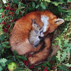 A Home for Foxes