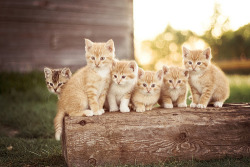 Sweet Little Kittens